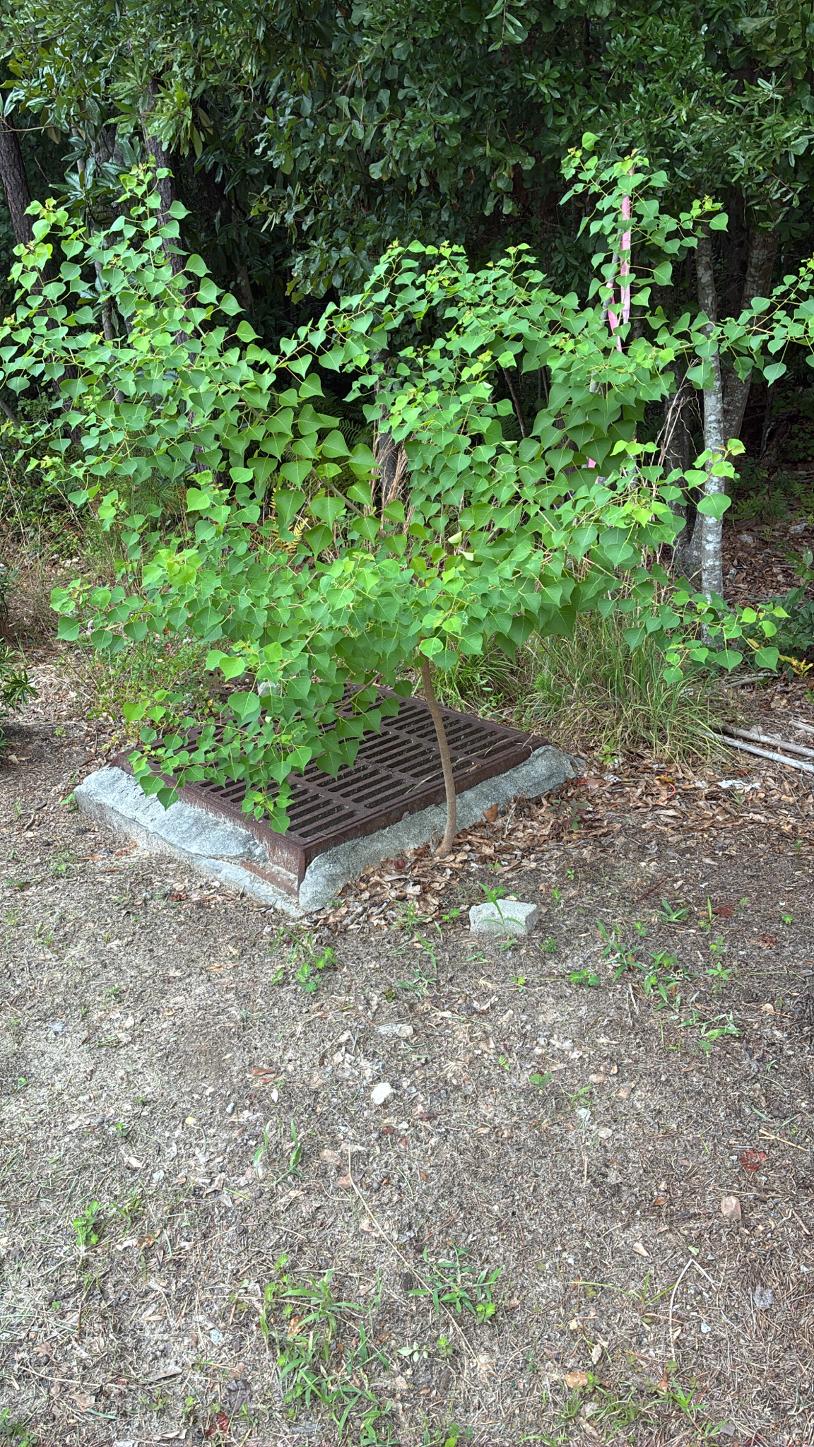 A small tree with heart-shaped leaves grows over a metal grate in a wooded area.