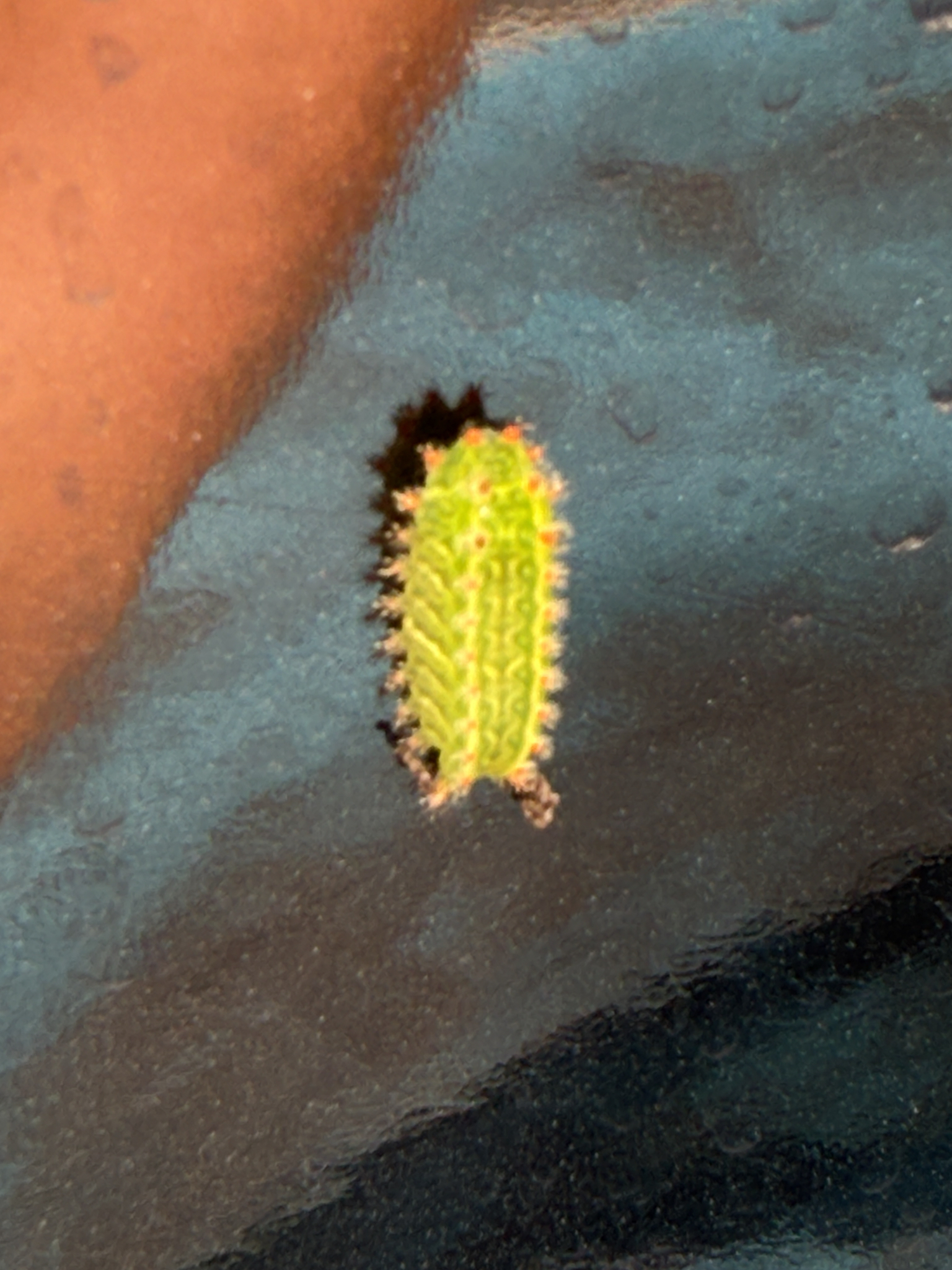 A small green cactus with spines sits on a dark, reflective surface.