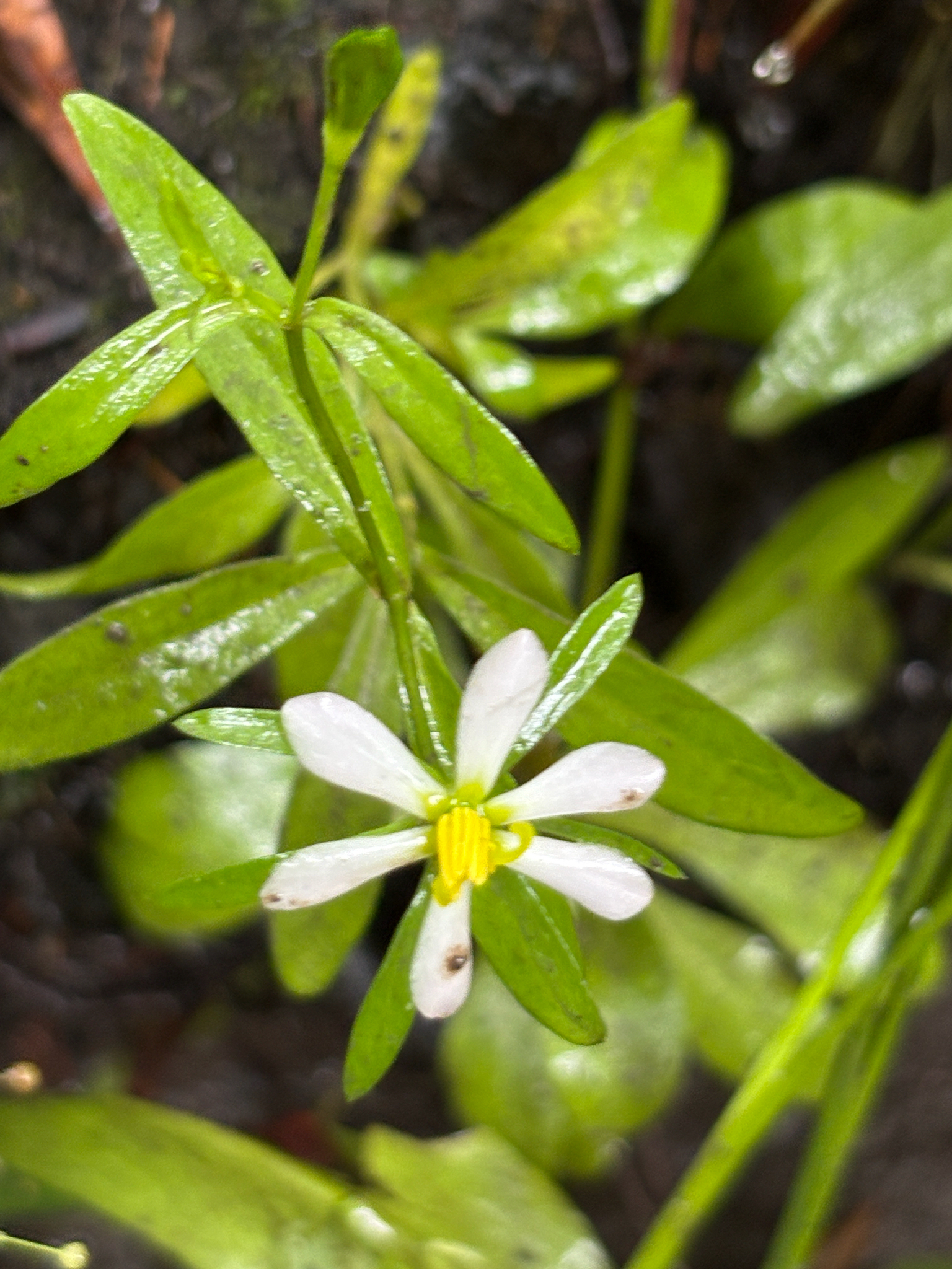A small white flower with yellow center surrounded by green leaves.