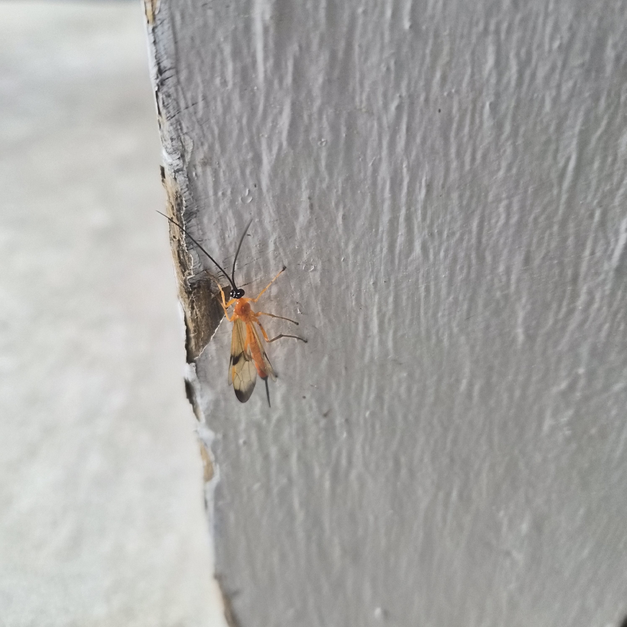 An orange insect with wings rests on a textured gray wall.
