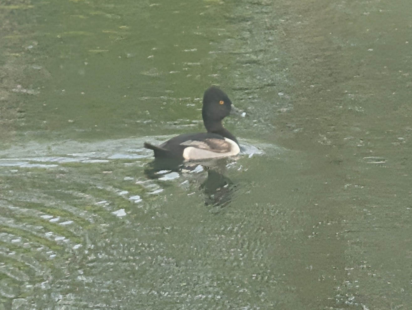 A duck swims in a pond, creating ripples in the water.