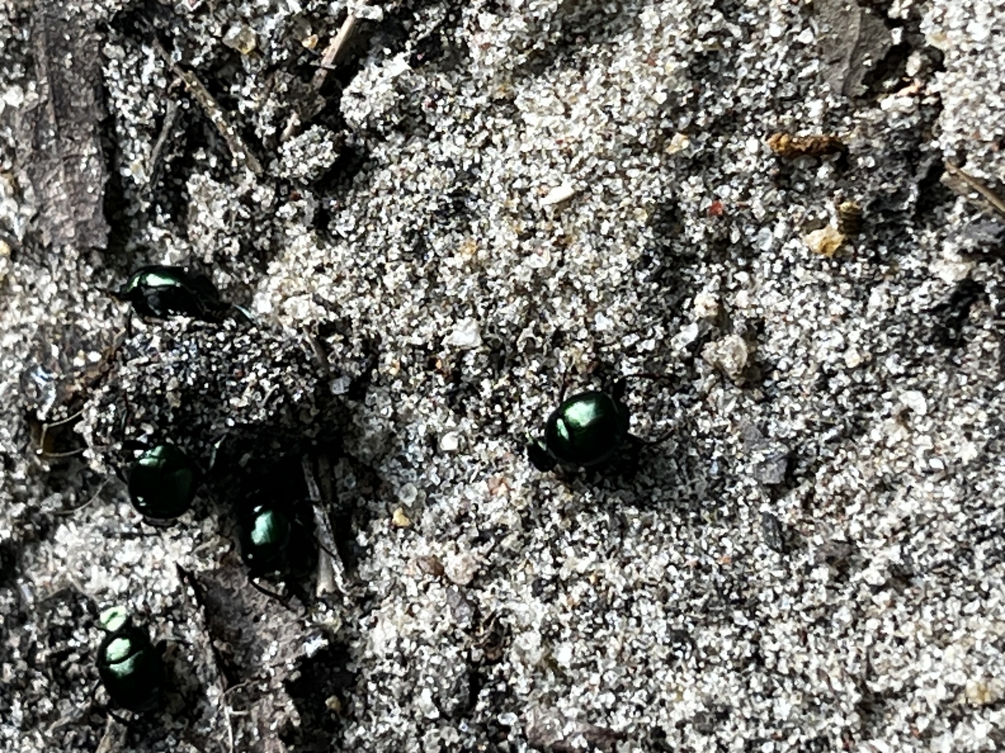 Several shiny green beetles crawl on sandy soil among small debris.