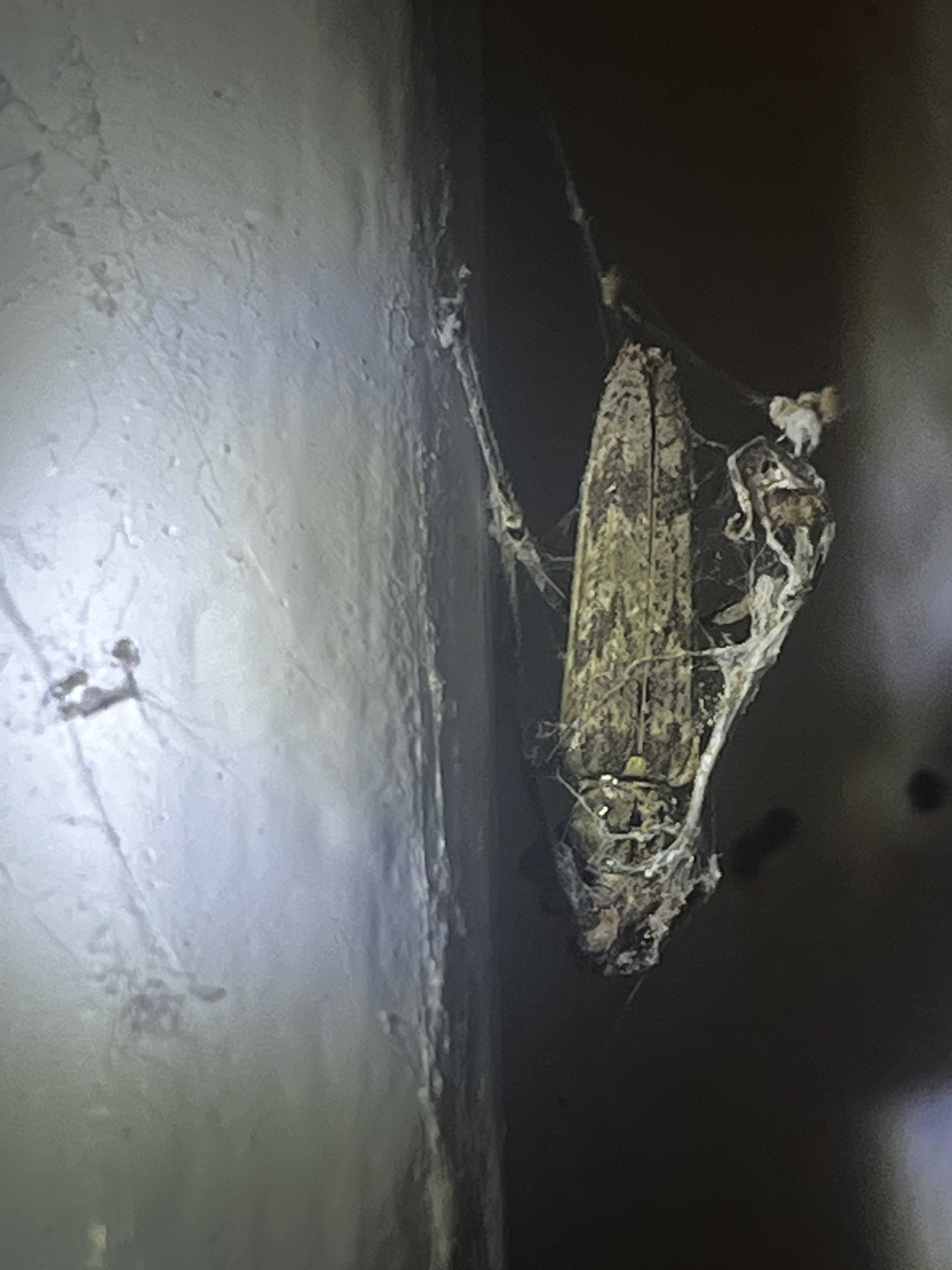 A brown insect rests against a wall, partially covered in cobwebs.