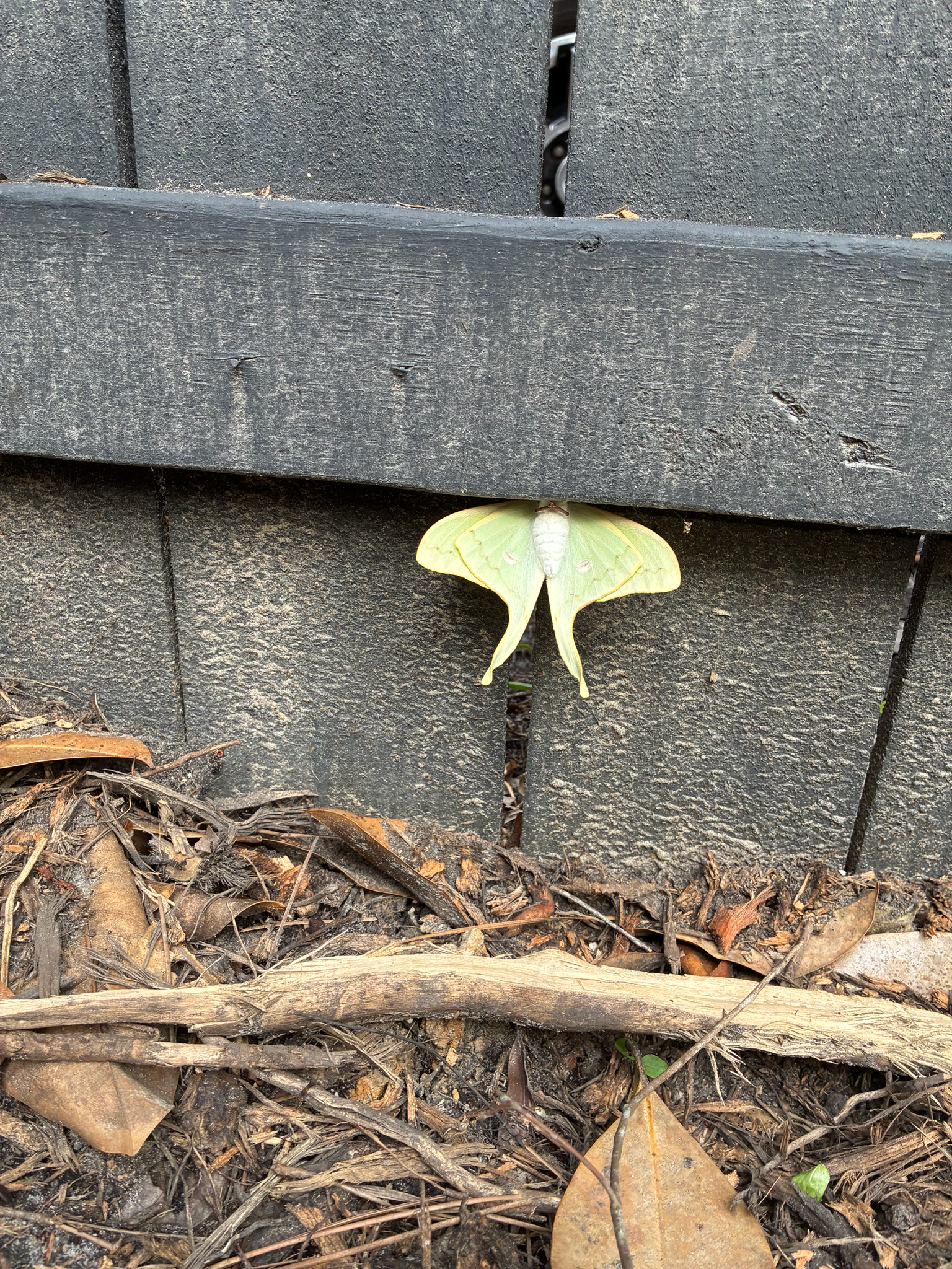 A pale green moth rests against a black wooden fence, partially hidden in the gap.