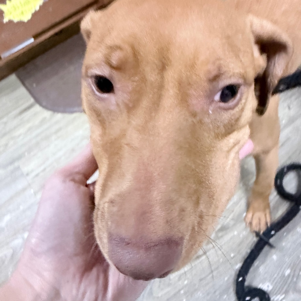 A person gently holds a brown dog's face, focusing on its eyes and nose. The background shows a wooden surface.