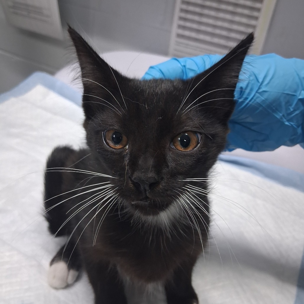 A black and white kitten sits on a table, with a gloved hand gently touching its head.