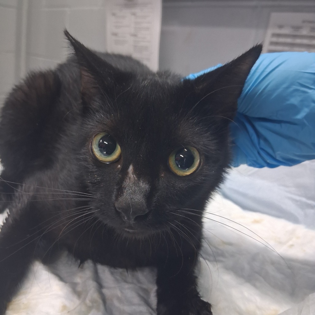 A black cat with large eyes is being gently handled by a person wearing a blue glove.