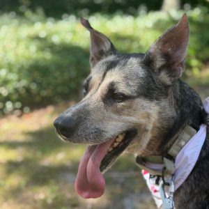 A close-up of a dog with a panting expression, wearing a collar and bandana, surrounded by greenery.