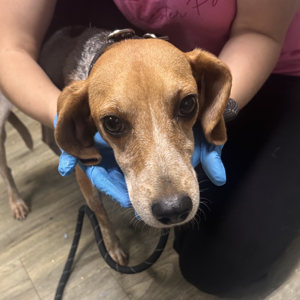 A person in blue gloves gently holds a dog's face, focusing on its attentive expression.
