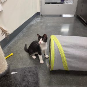 A black and white kitten sits near a gray play tunnel in a room with a smooth floor.