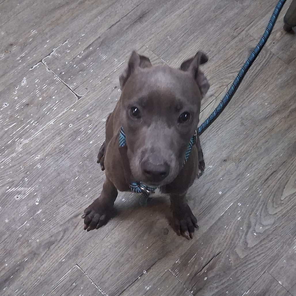 A small brown dog sits on a wooden floor, wearing a blue and black patterned collar and leash.