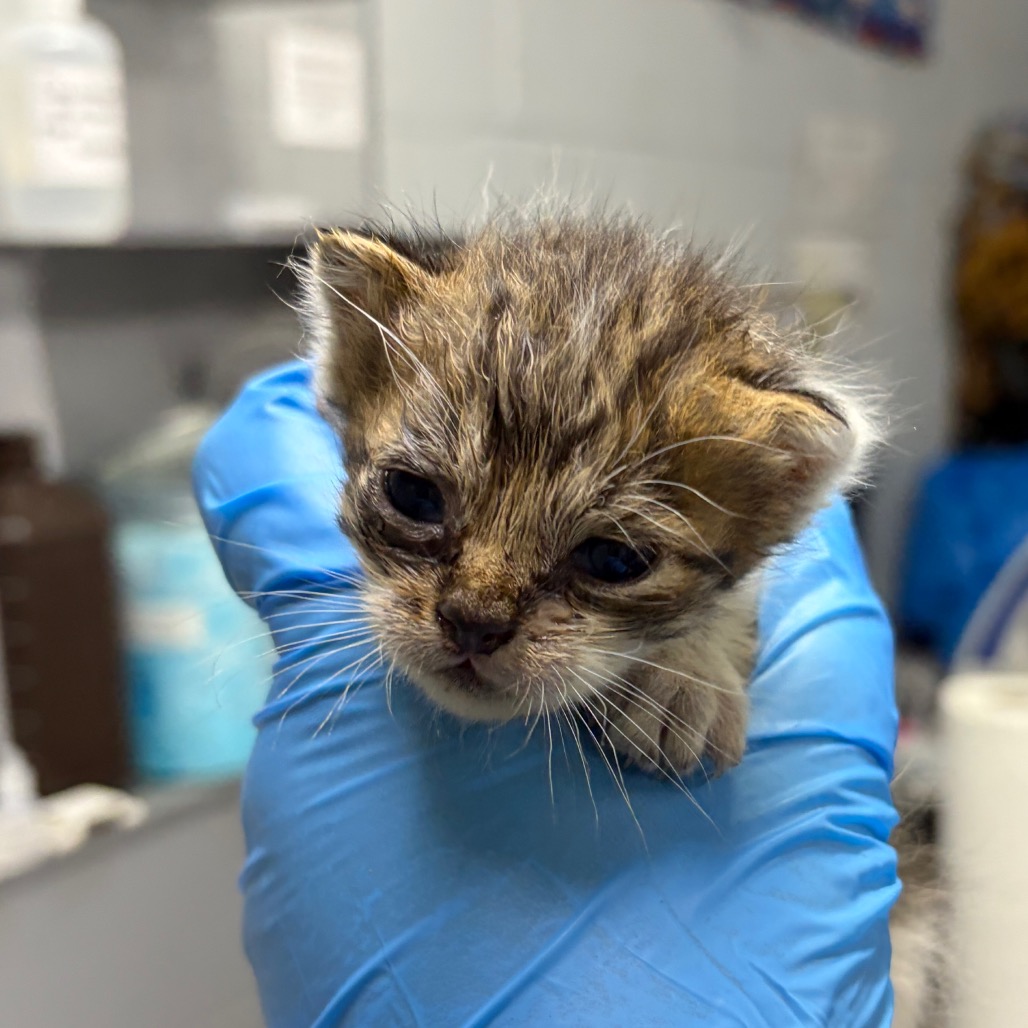 A person in a blue glove holds a small, distressed kitten with matted fur and watery eyes.