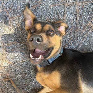 A happy dog with a blue collar lies on gravel, looking up with a wide-open mouth and bright eyes.