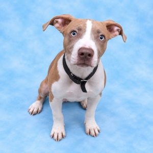 A brown and white dog with blue eyes sits against a light blue background, looking curiously at the camera.