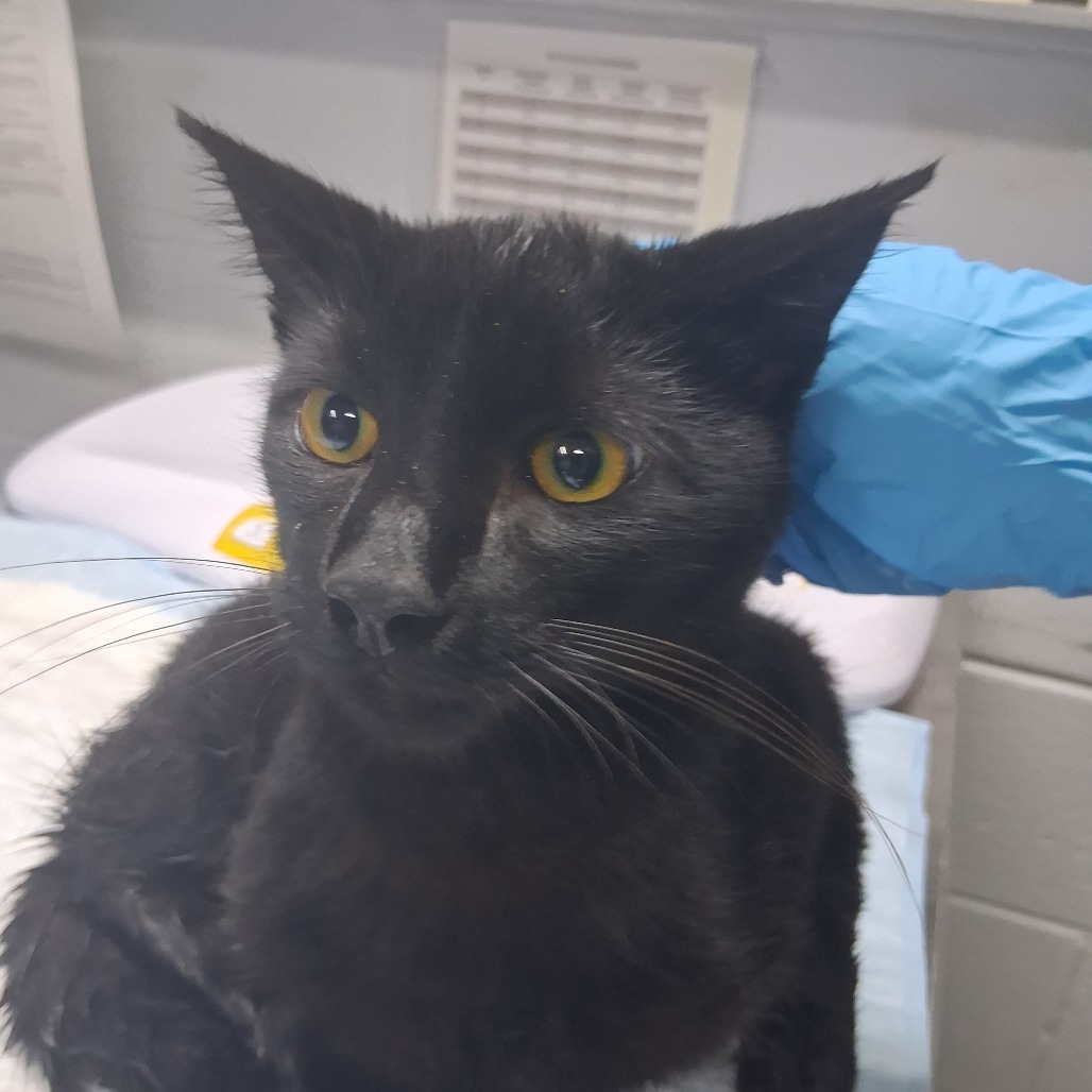 A black cat with yellow eyes is being gently petted by a person wearing a blue glove.