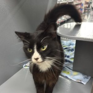 A black and white cat walks on a shelf, with a blue blanket underneath.