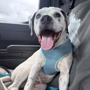 A happy dog in a blue harness sits in a car, tongue out and smiling.