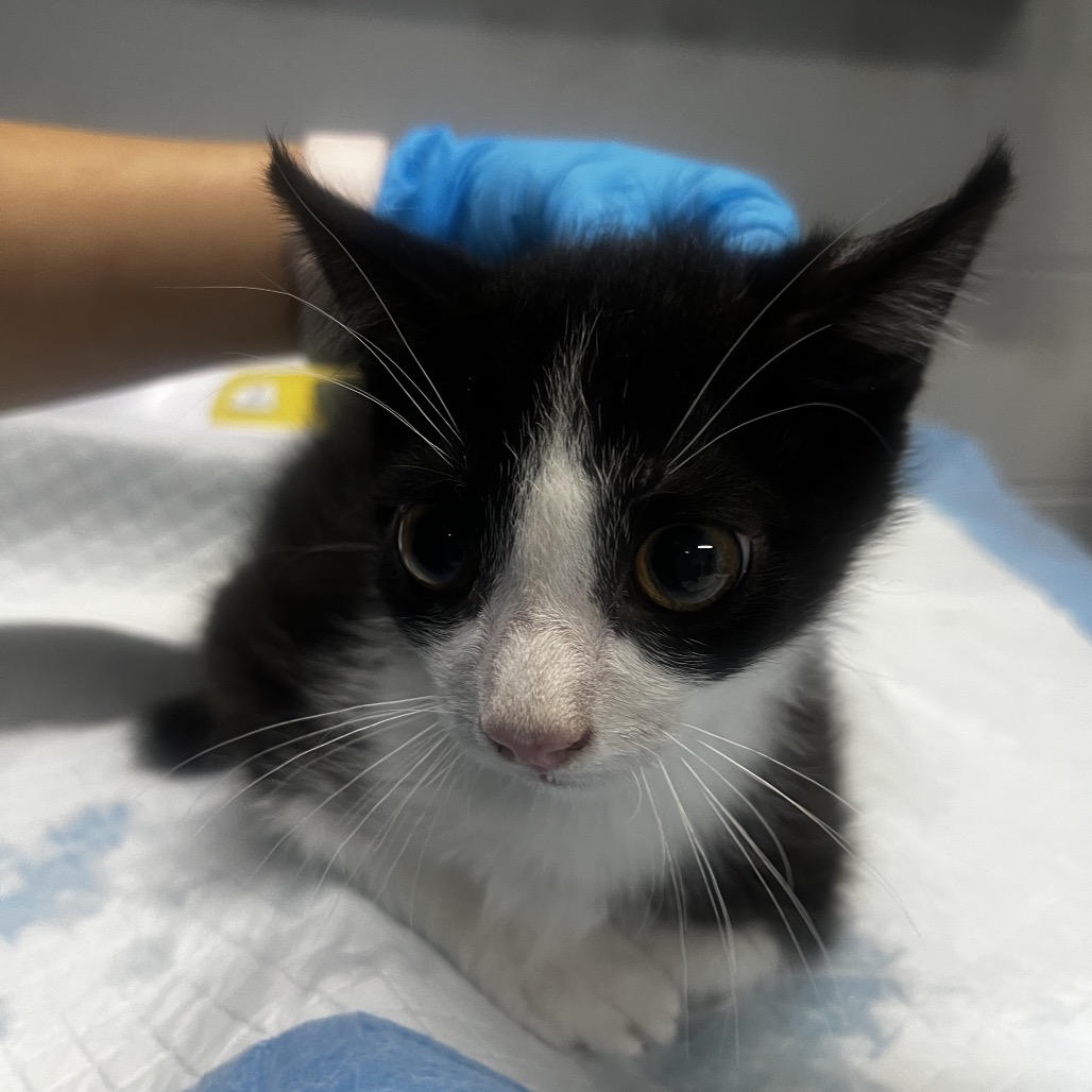 A black and white kitten sits on a table, with a gloved hand gently touching its head.