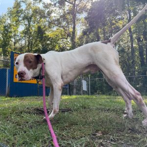 A white dog with brown markings stands on grass, wearing a pink leash, looking curiously at the camera.