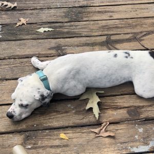 A white dog with black spots lies on a wooden deck, surrounded by fallen leaves.