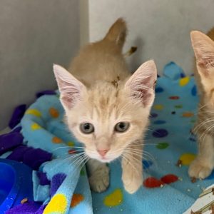 Two playful kittens explore a colorful blanket in a cozy space. One kitten approaches the camera.