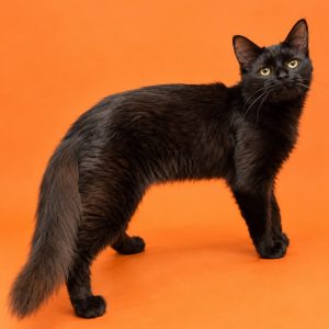 A black cat stands on an orange background, looking curiously to the side.