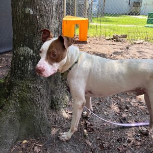 A white and brown dog stands beside a tree, looking away while leashed. A bright orange object is in the background.