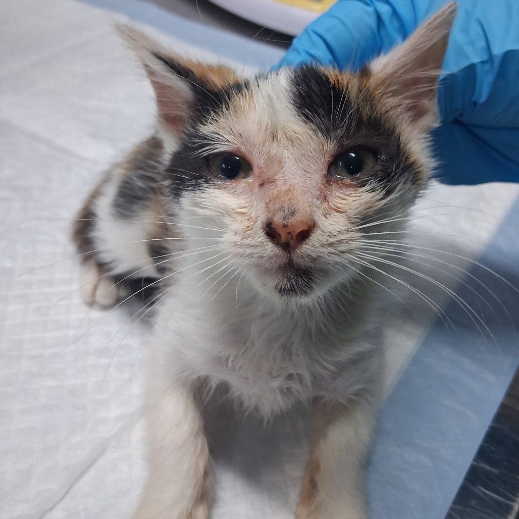 A calico kitten with a dirty face sits on a white surface, looking directly at the camera.