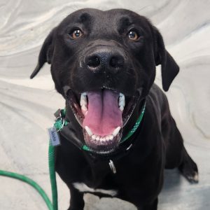 A happy black dog with a green collar sits, tongue out, on a marbled surface.