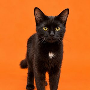 A black cat with yellow eyes and a white patch on its chest stands against an orange background.