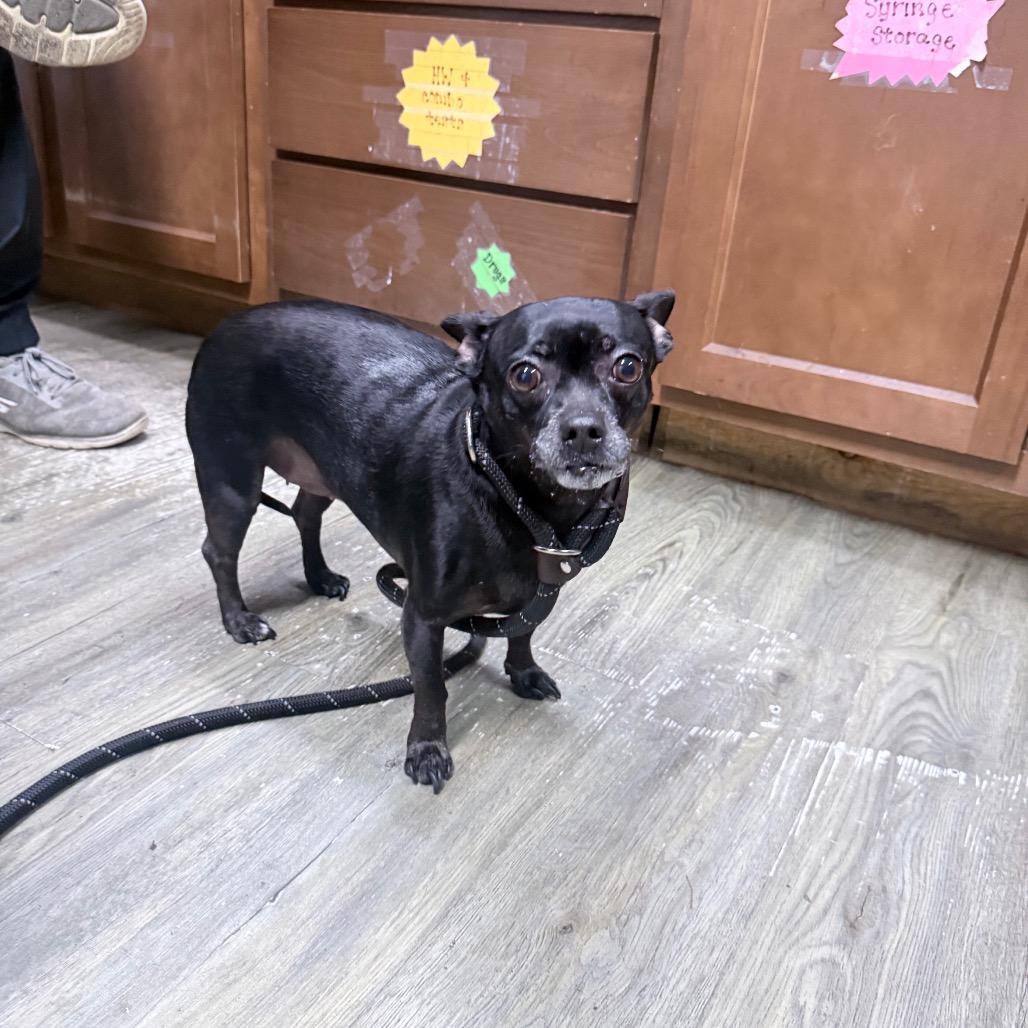 A small black dog stands on a wooden floor, wearing a harness and leash, with cabinets in the background.
