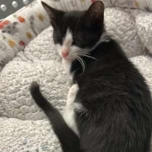 A black and white kitten rests on a soft, textured bed, eyes partially closed.