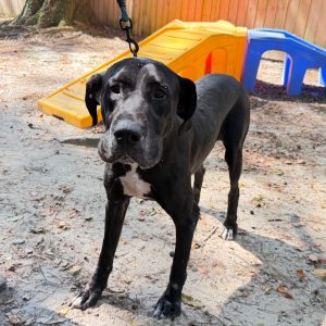 A black dog stands on sandy ground, leashed near colorful play equipment in a yard.
