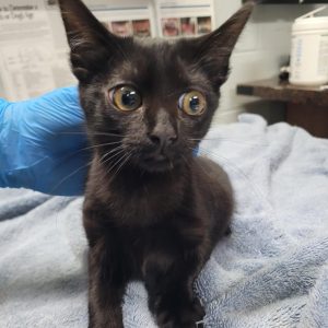 A black kitten with large eyes sits on a blue towel, while a gloved hand gently touches its back.
