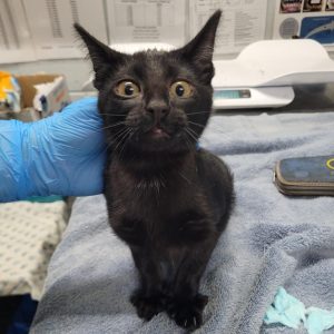 A black kitten with wide eyes stands on a towel, while a gloved hand gently holds its head.