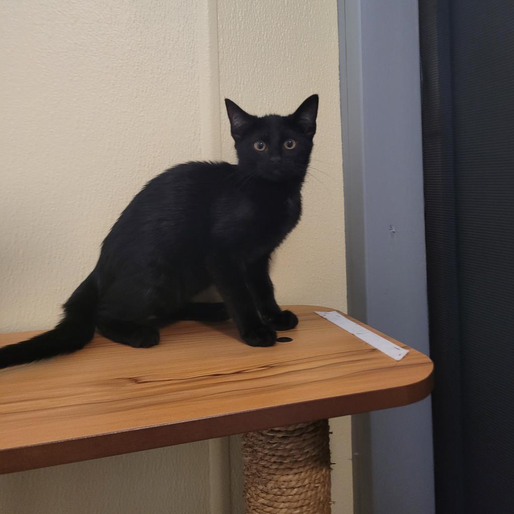 A black kitten sits on a wooden shelf, looking curiously at the camera.