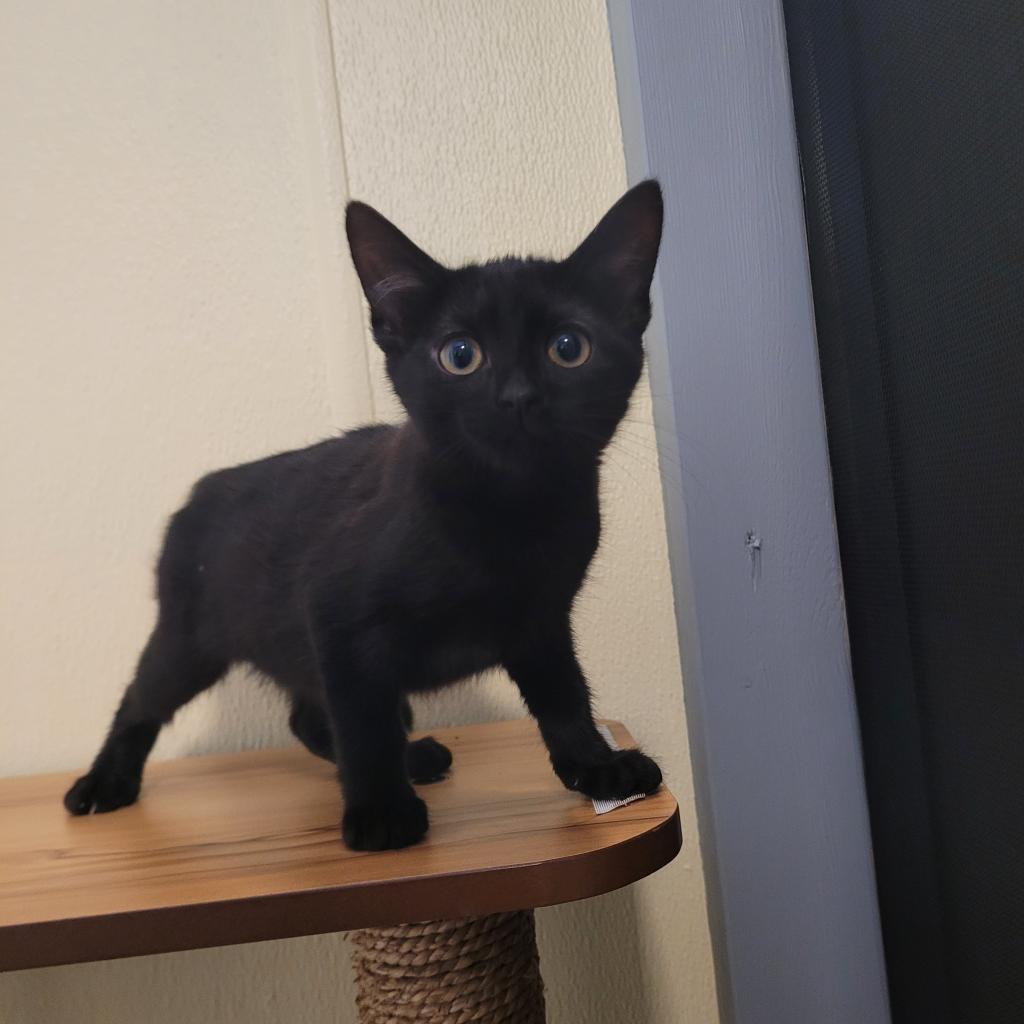 A black kitten stands on a wooden shelf, looking curiously at the camera.