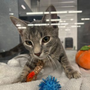 A gray cat plays with a toy while resting on a soft blanket, with a pumpkin nearby.