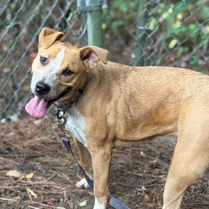 A playful brown and white dog stands with its tongue out, looking back at the camera.