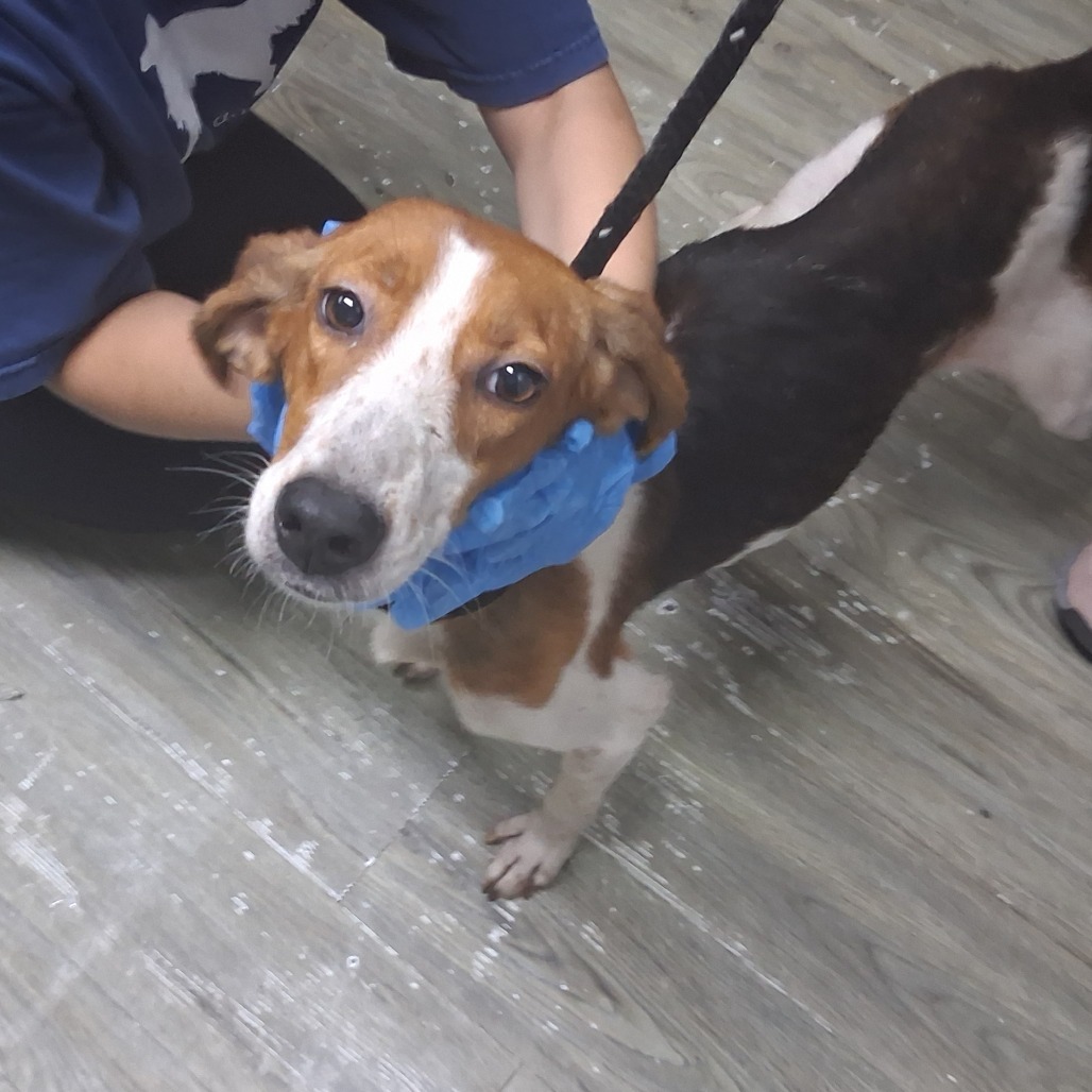 A person gently holds a dog's head while wearing blue gloves in a room with a wooden floor.