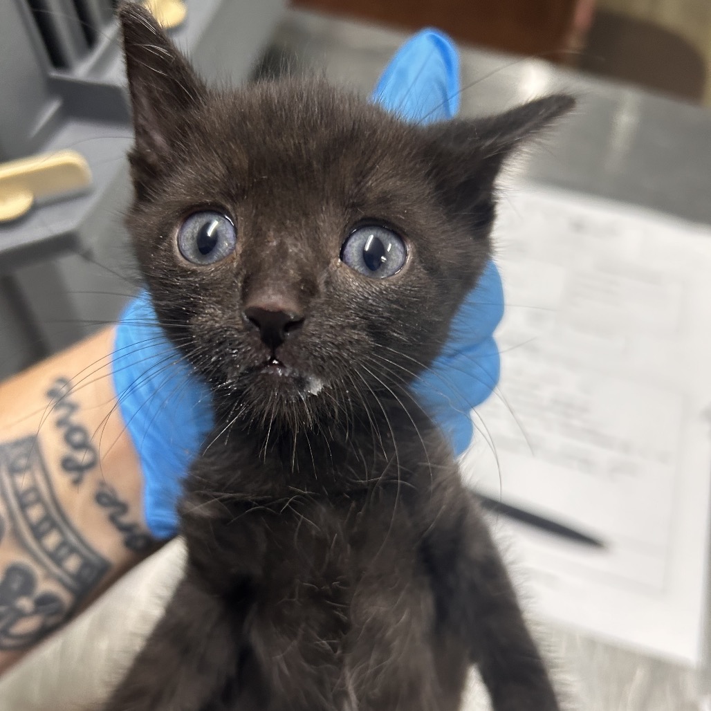 A person holds a small black kitten with blue eyes, showing a bit of milk on its mouth.