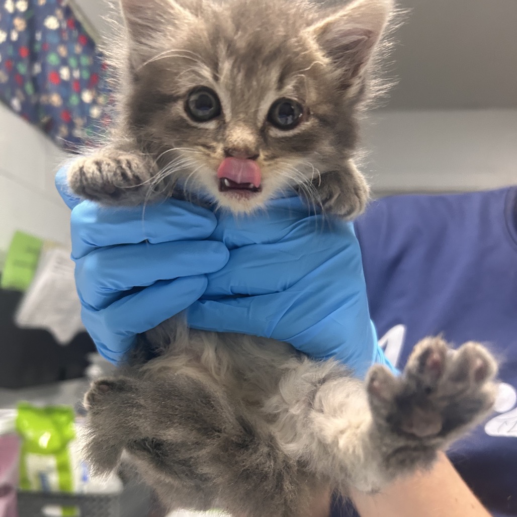 A person in blue gloves holds a gray kitten, which is licking its nose.