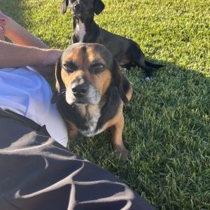 A beagle sits in front of a small black dog on green grass, with a person’s hand resting nearby.