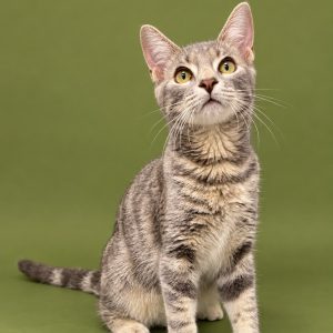 A gray tabby cat sits upright, looking curiously at the camera against a green background.
