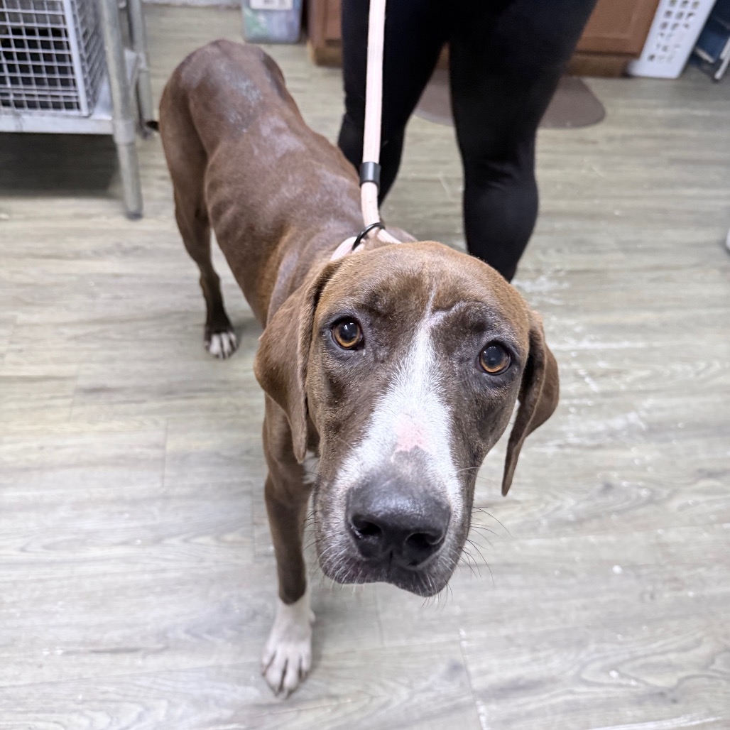 A brown dog with white markings stands on a wooden floor, looking at the camera while being held on a leash.