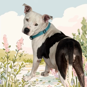 A black and white dog with a blue collar stands in a floral landscape, looking back over its shoulder.