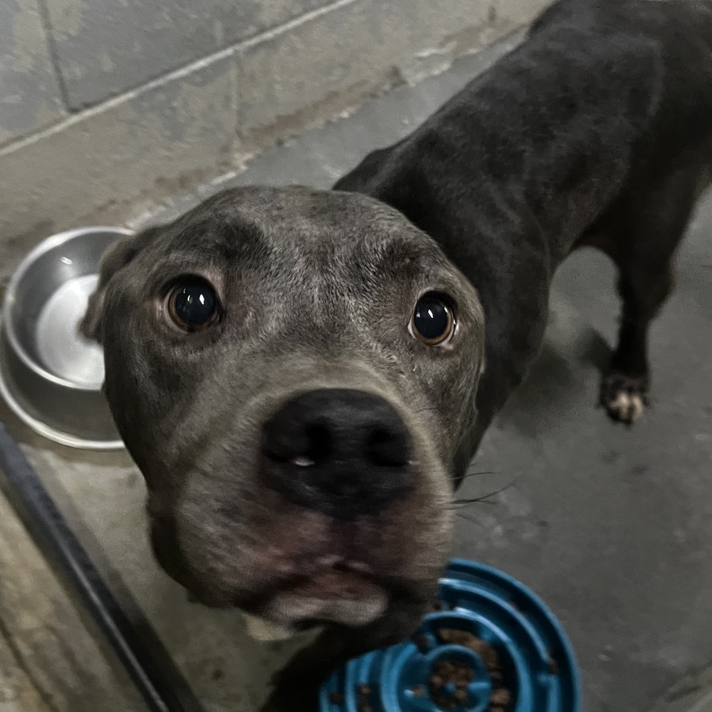 A gray dog looks curiously at the camera, with a food bowl nearby.