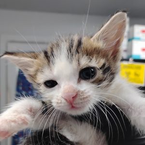 A small, fluffy kitten with distinctive markings looks curiously at the camera, held in a person's hands.