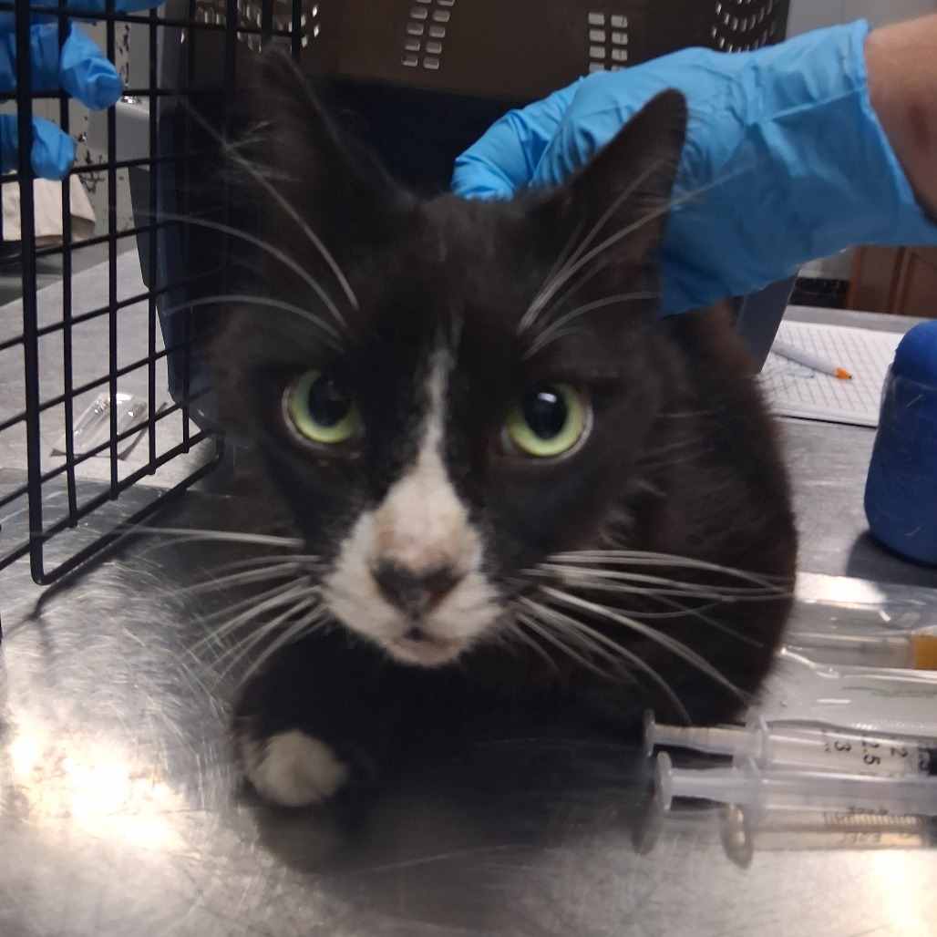 A black and white cat sits on a table, with a person in blue gloves nearby and syringes in the foreground.