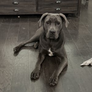 A large, dark-colored dog lies on a wooden floor, looking directly at the camera.